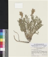 藏品(野棘豆)的圖片